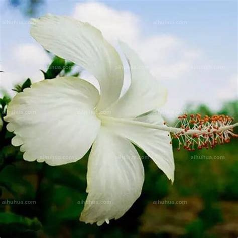 白色的花有什麼|生活中常見的白色花，你見過幾種？